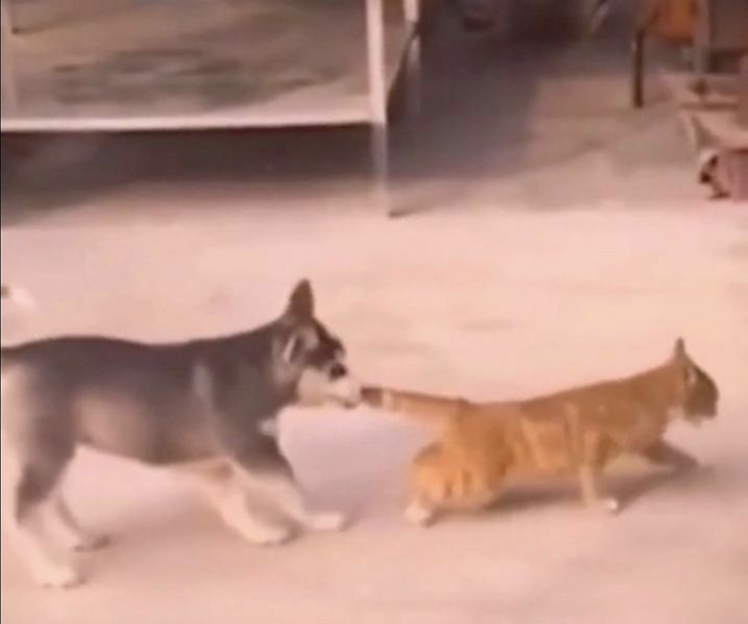 我家二哈天天追着猫尾巴咬,也不怕被猫揍啊