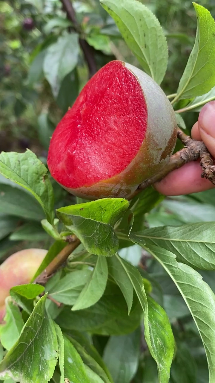 味帝李子苗青皮红肉品种抗寒性强树势旺盛早实丰产性好