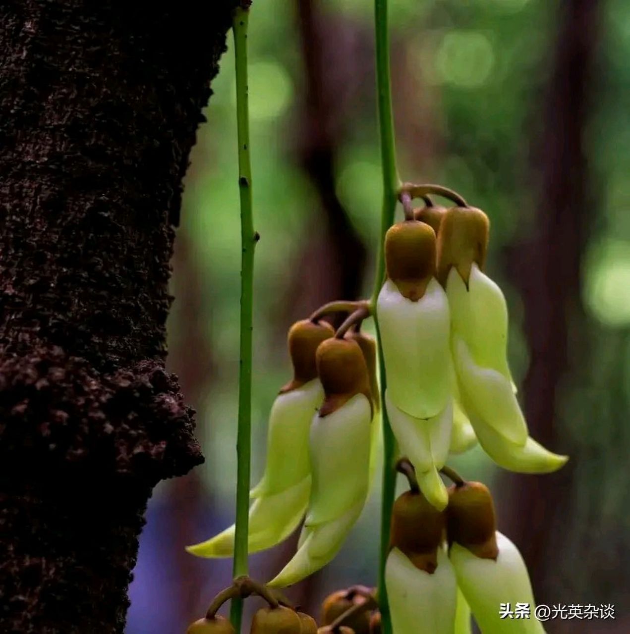原来她的名字叫"朱雀花"