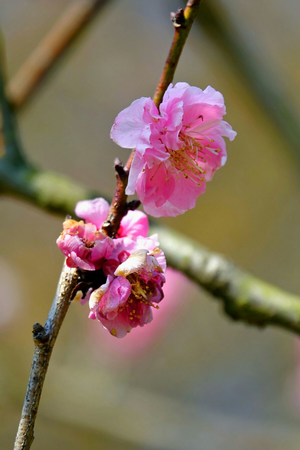 陌上花开,人间温暖,愿你眸中有光芒,心中有花香