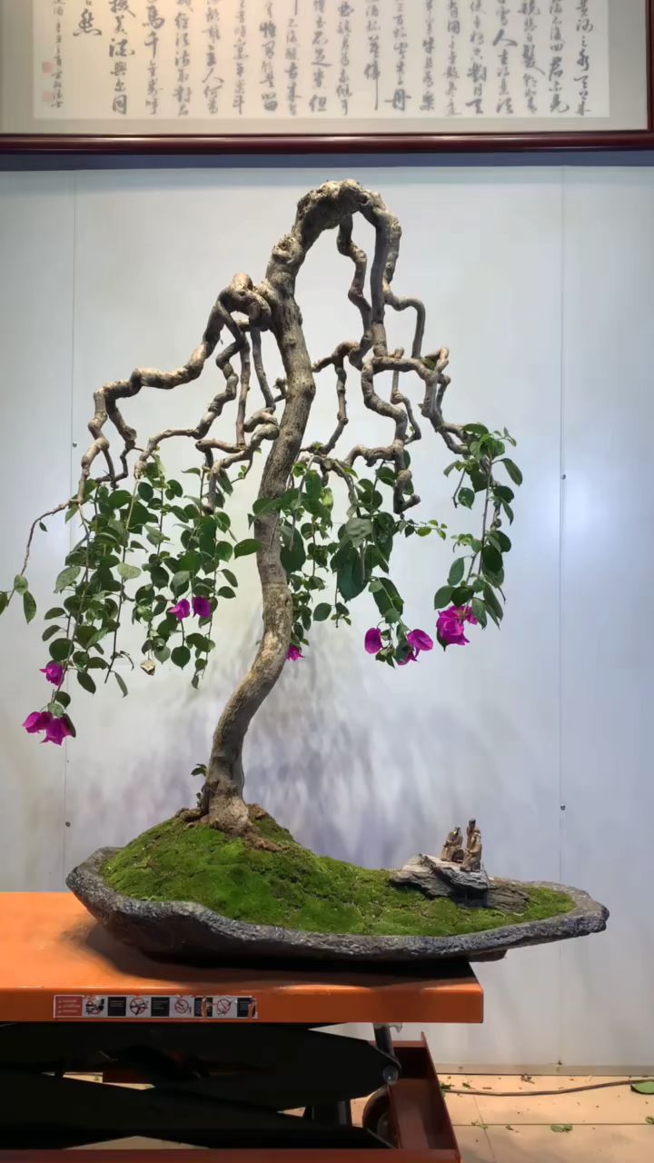 重垂柳三角梅盆景欣赏