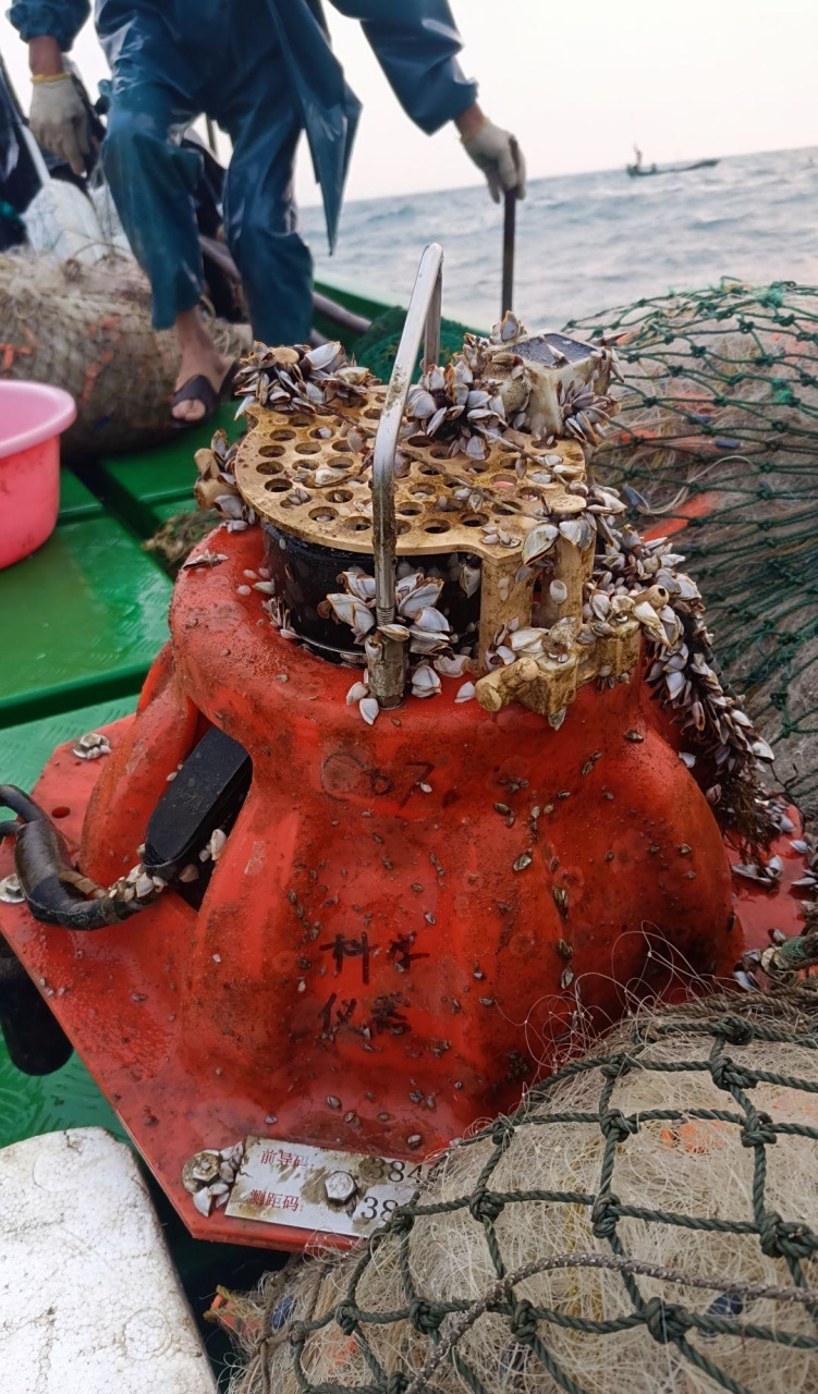 密密麻麻都是藤壶,密集恐惧症犯了