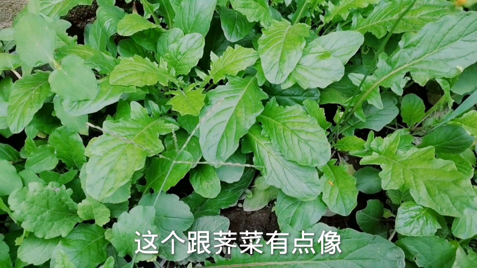 农村这种野菜很常见,一年四季都有的一级野菜,却很少有人吃过