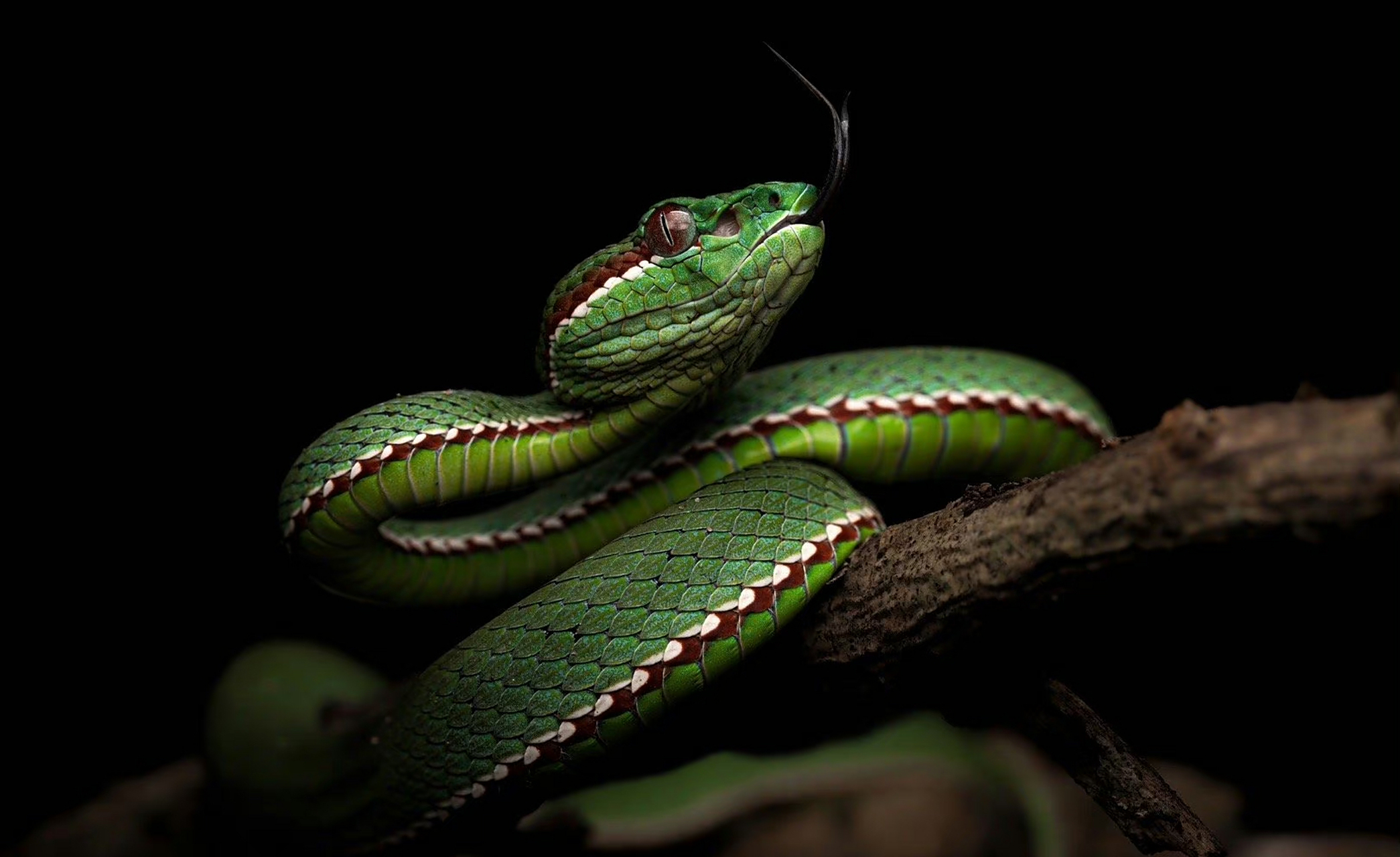 绿色是大自然永恒的色彩,地球磅礴的生命力正是在一