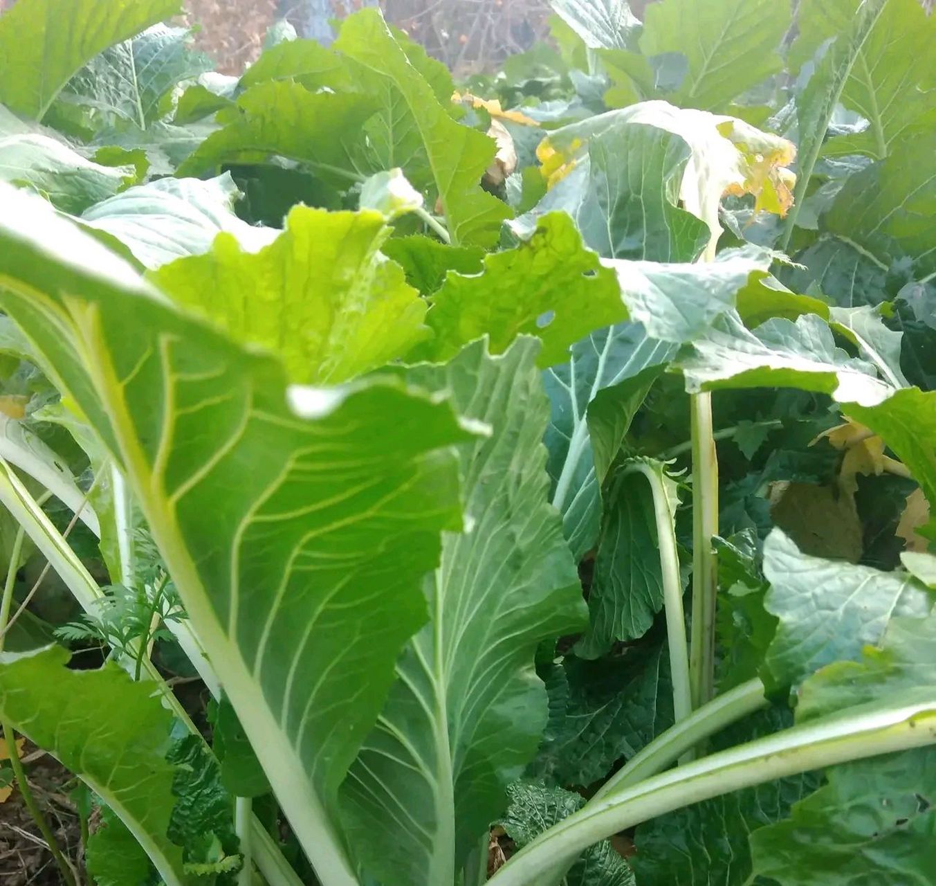 蔓菁,如今很少见的一种十字花科植物,在新疆叫恰玛古,东北叫卜留克