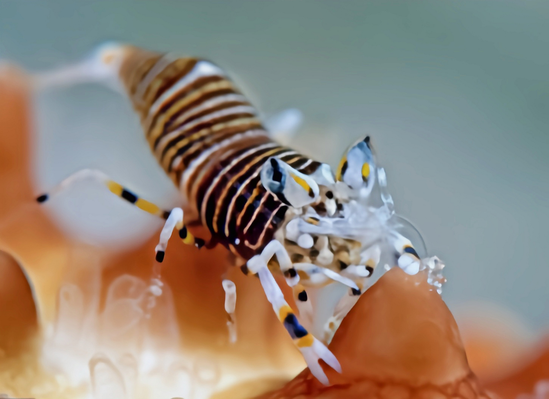 每天认识一种动物——美洲叶颚虾 美洲叶颚虾别名蜜蜂虾,条纹小丑虾