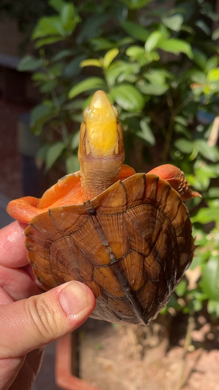 极品海南金钱龟西线大黄头