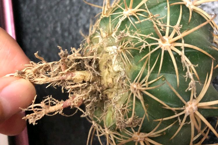 仙人球不生根怎么办?