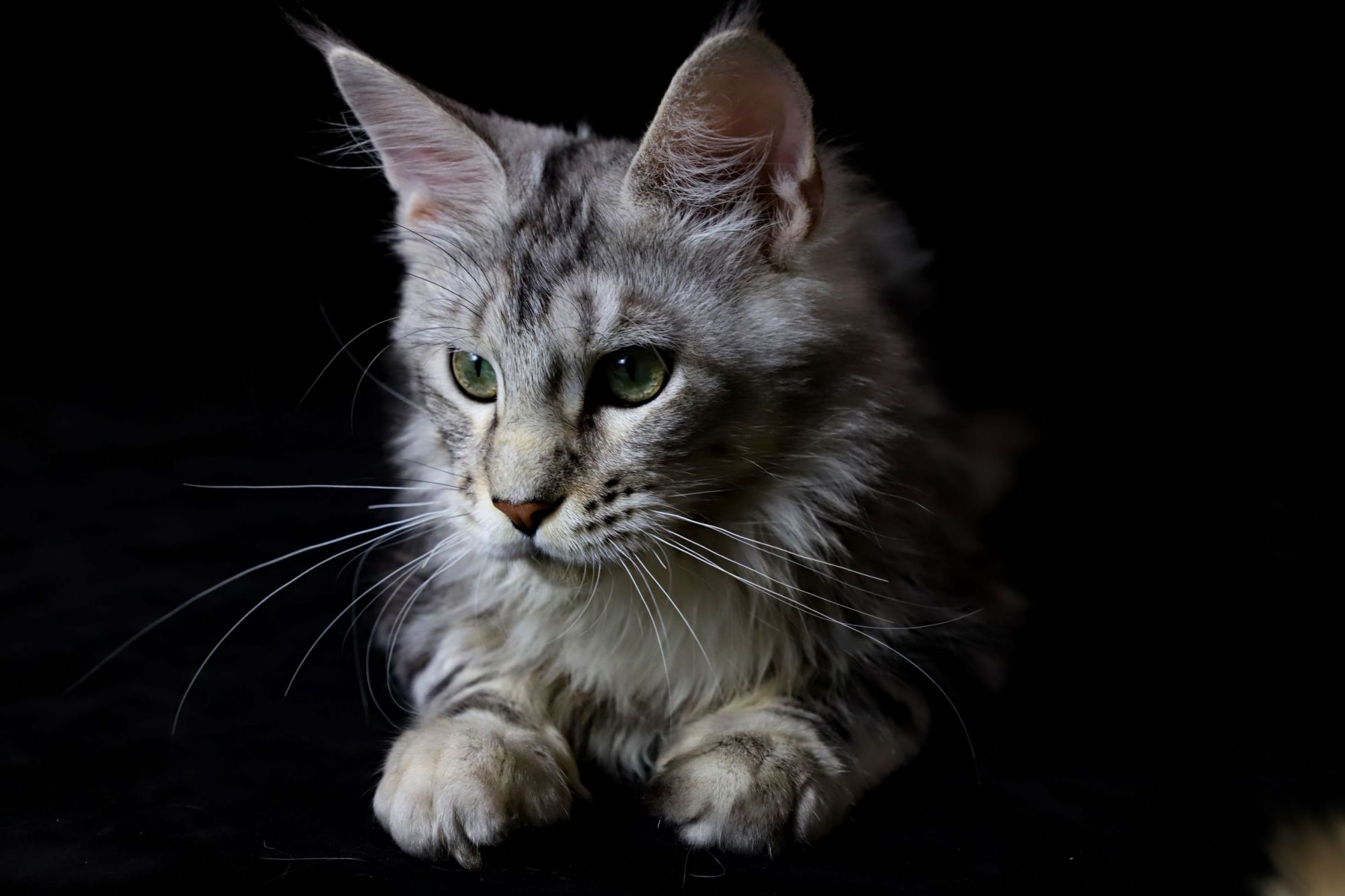易烊千玺同款猫猫,缅因银虎斑