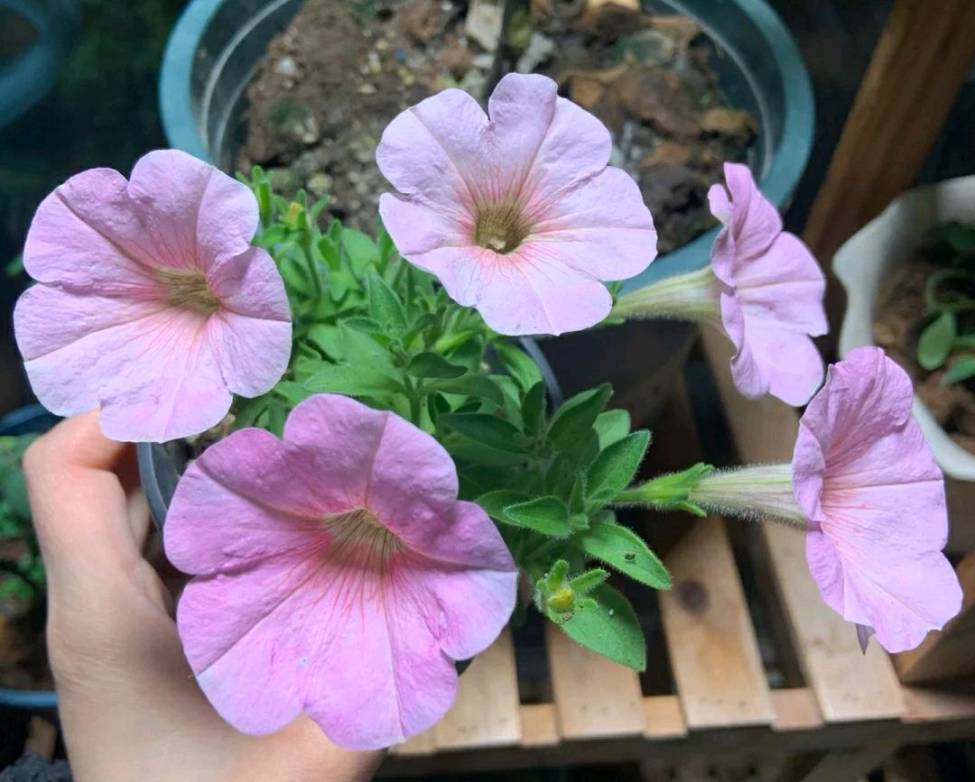 4种"流氓花",给点阳光就泛滥,开花不停歇,特别漂亮