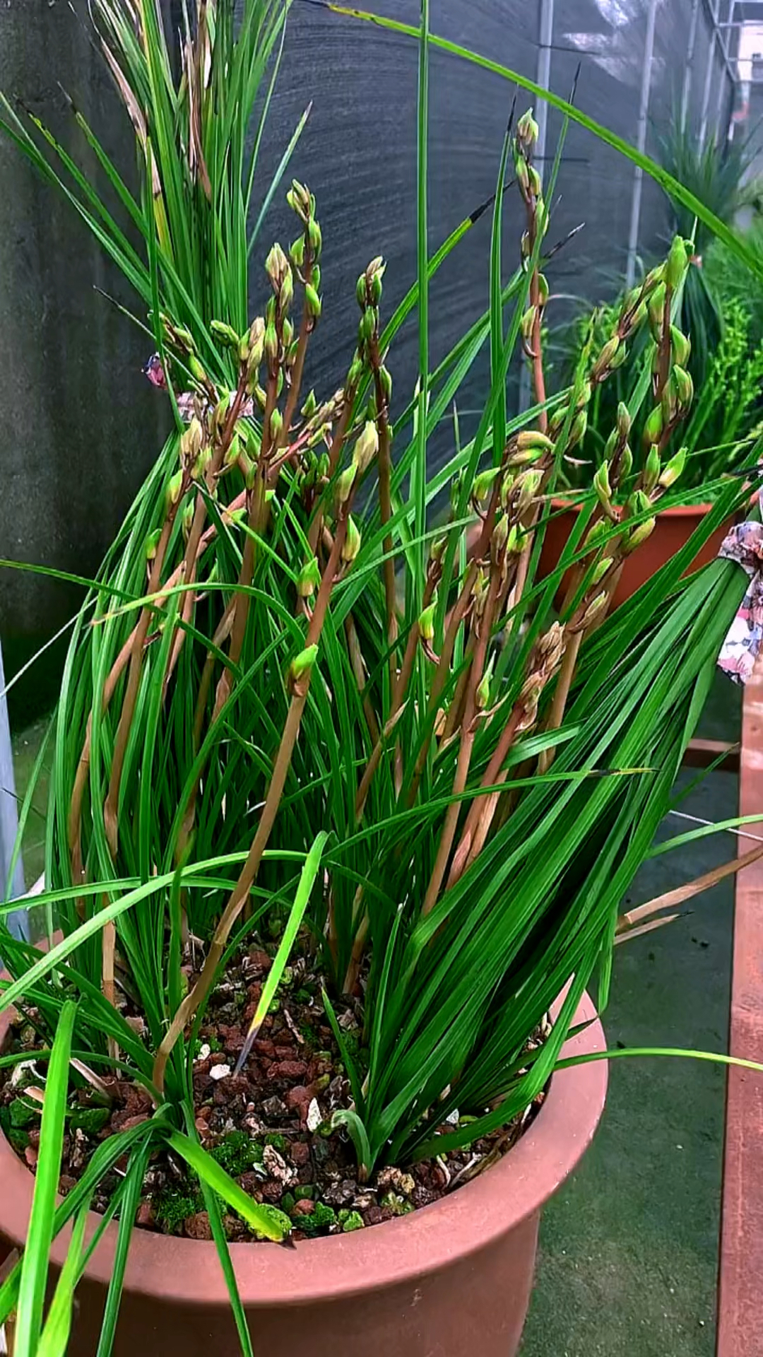 蕙兰荷瓣铭品-郑孝荷,不需要春化,全国各地都可以开花