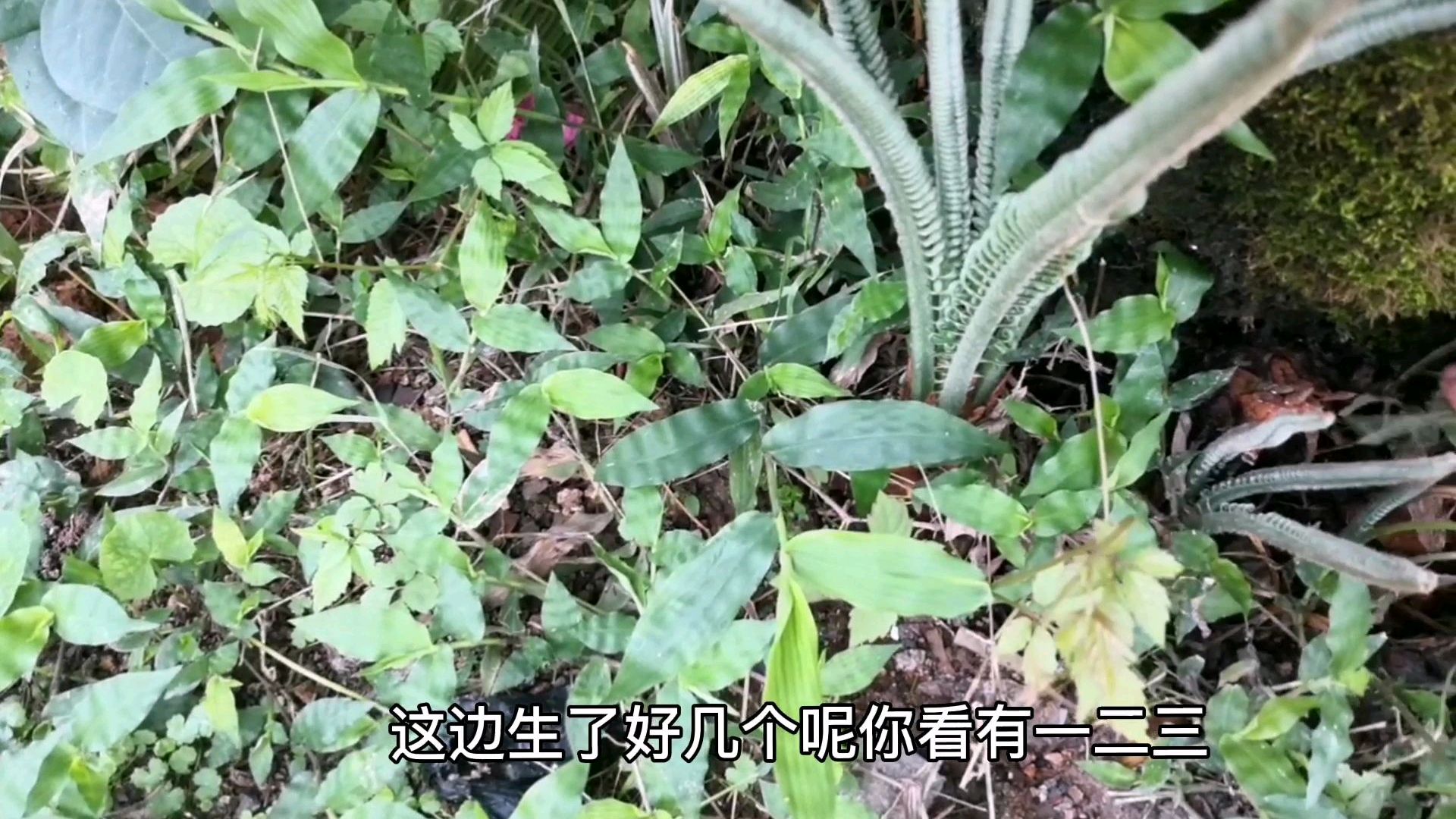 铁树寓意长寿富贵,代表公司家庭稳步发展的意义 怪不得很多人爱种