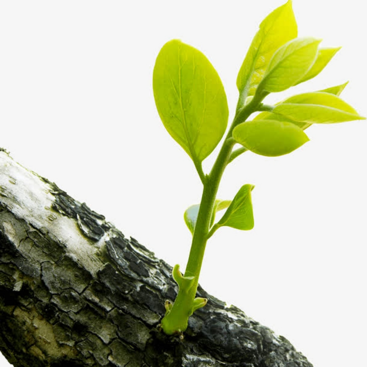 枯木发芽寓意吉祥预兆,在家居生活中出现桔木发芽是好事,众所周知