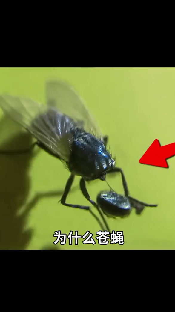 为什么苍蝇能把自己的头拧下来玩?
