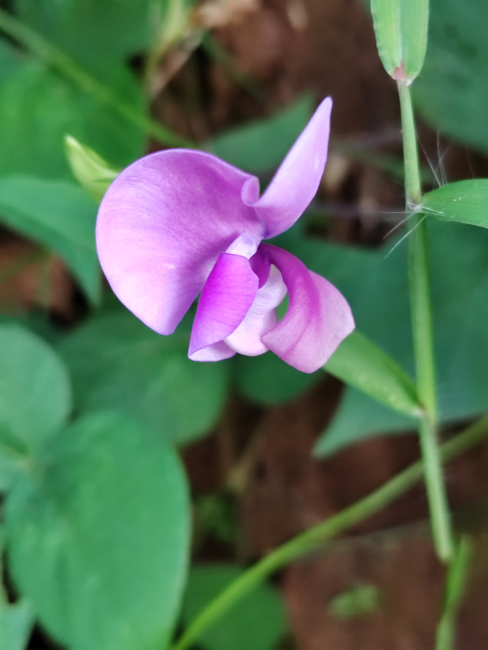 像彩蝶一样在秋风中摇摆的野缸豆花,也非常美艳,大自然写真摄影图片
