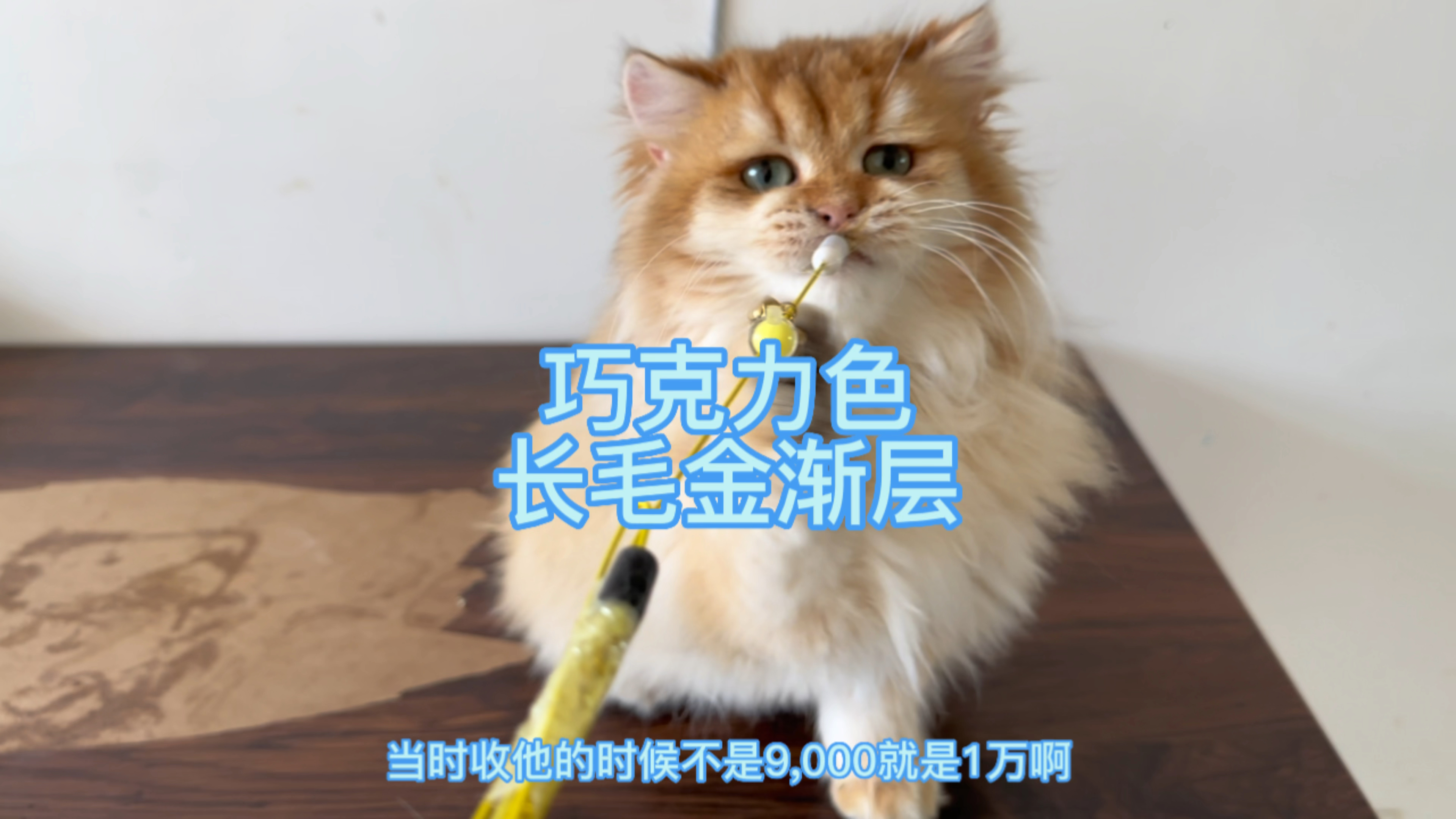 一万收的巧克力色长毛金渐层亏一半处理,为了能回家过年真是拼了