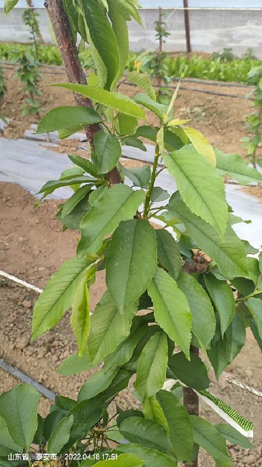 樱桃树树干干枯了该怎么处理-度小视