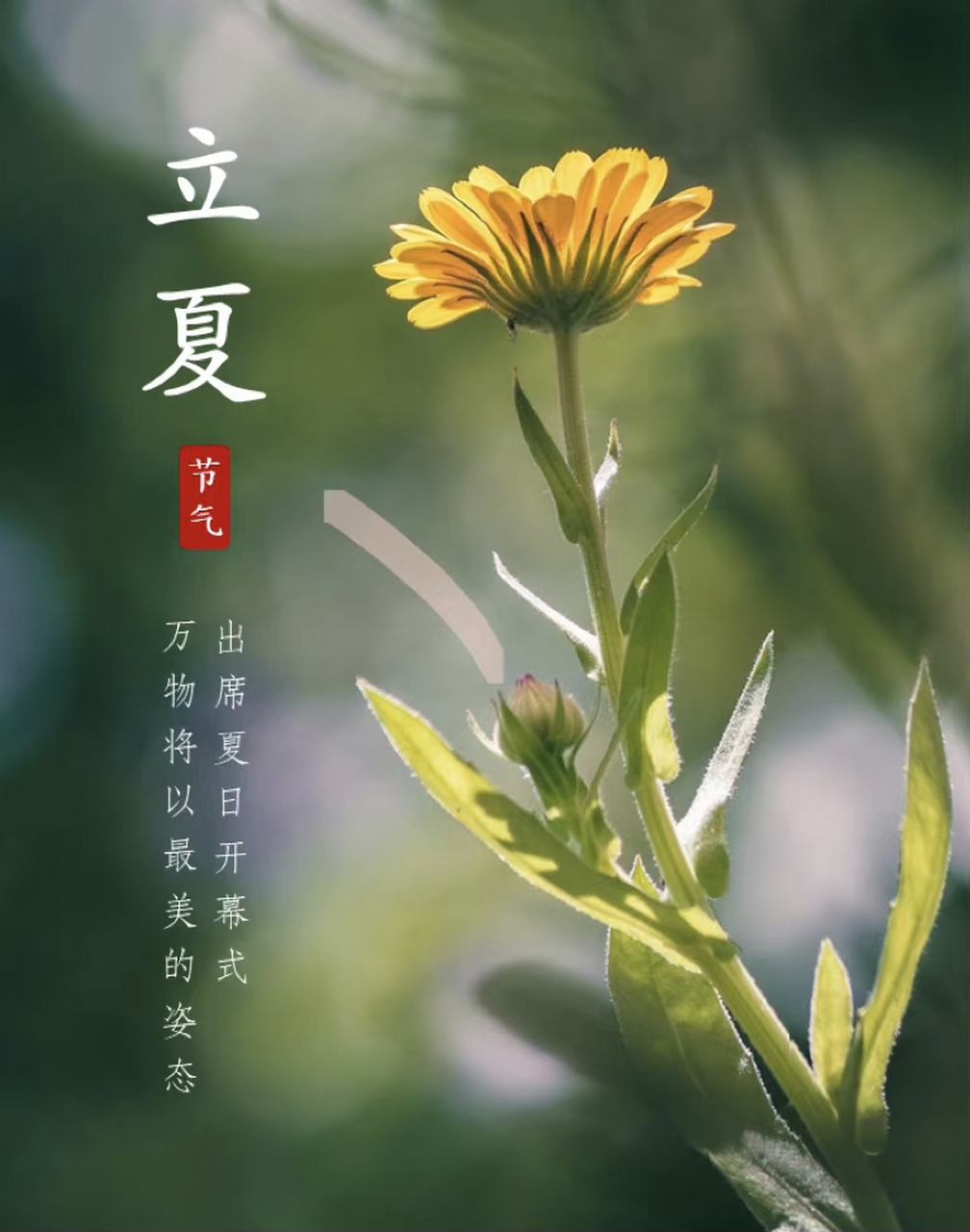 二十四节气之立夏时节适合发朋友圈的文案句子祝福语!