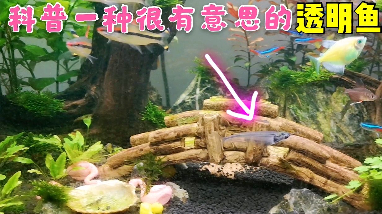 你见过这种鱼?身体透明,只能看到鱼骨头,长着猫须子,夜行者!