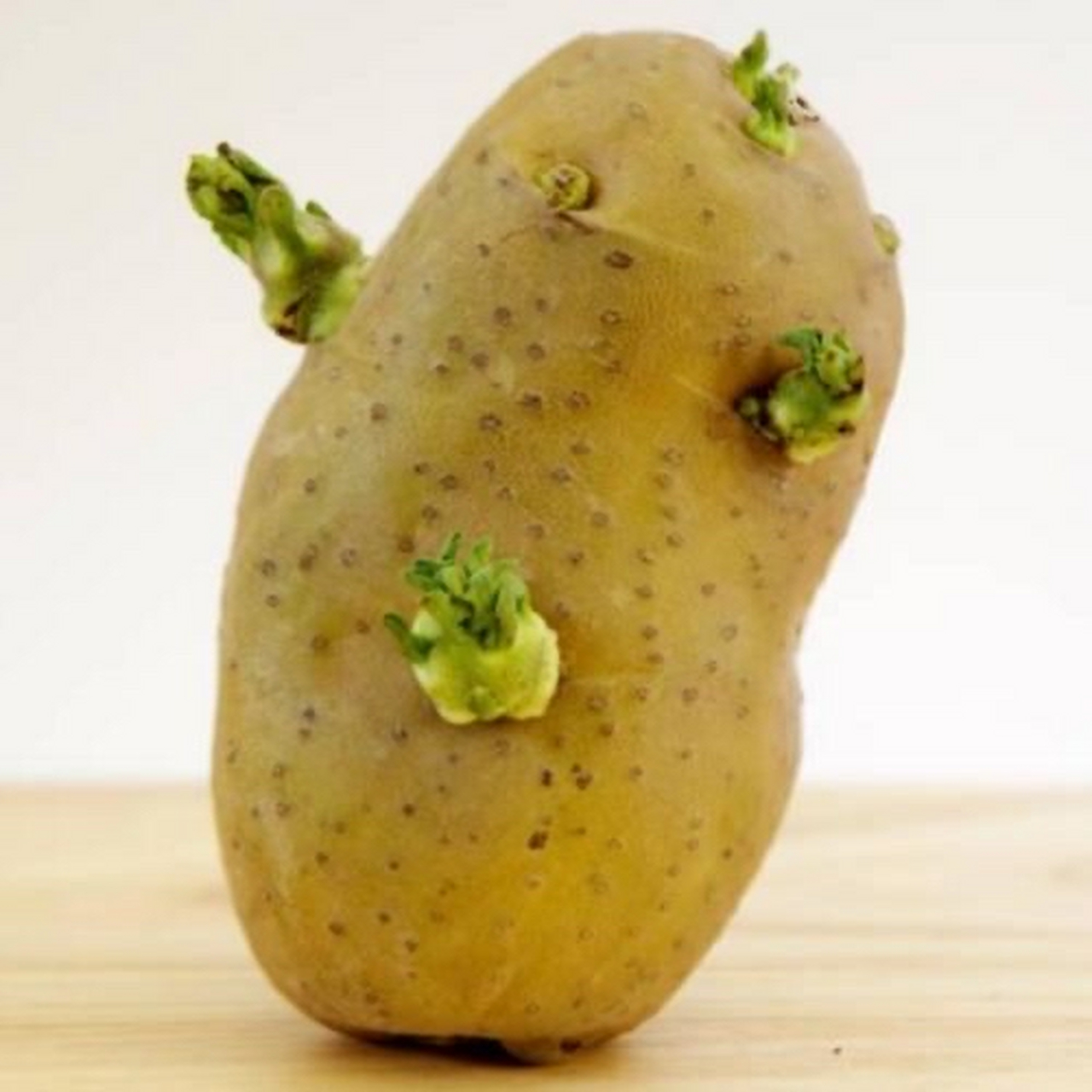 发了芽的土豆能吃嘛? 人们都知道发了芽的土豆不能吃,尤其是怀孕的妇