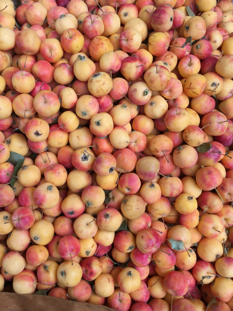 摊主口音太重,没听清叫什么,好像叫"花红"