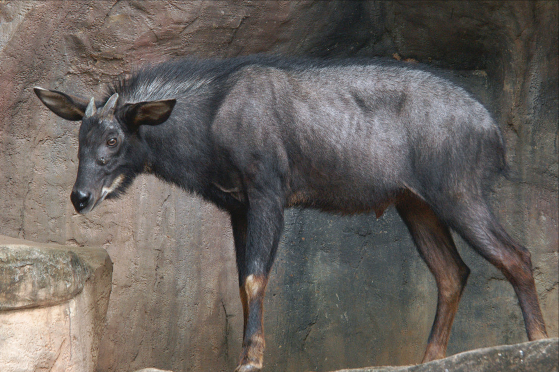 酷似麒麟的瑞兽中华鬣羚长啥样?别名:四不像,苏门羚.