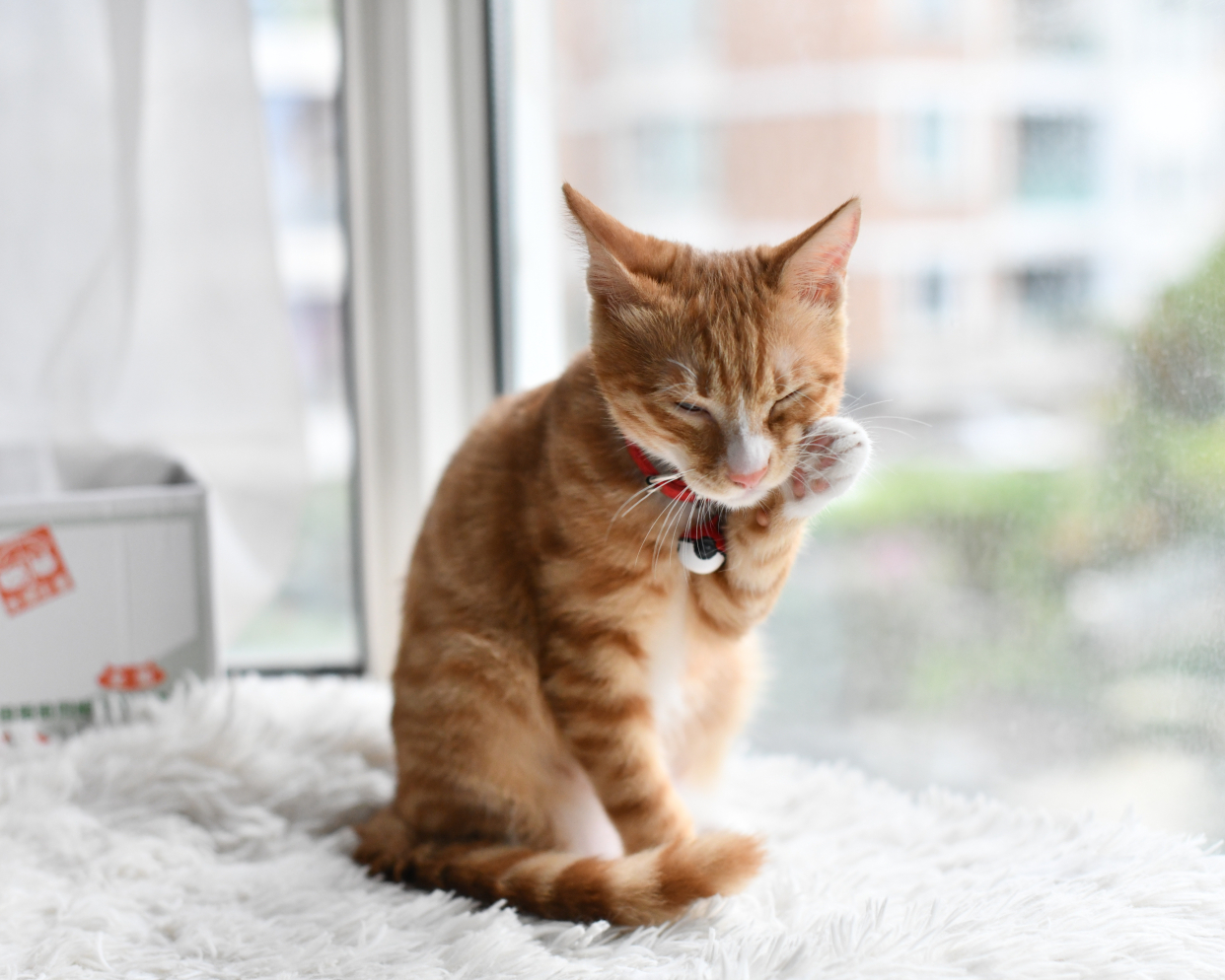 最认真的就是洗脸