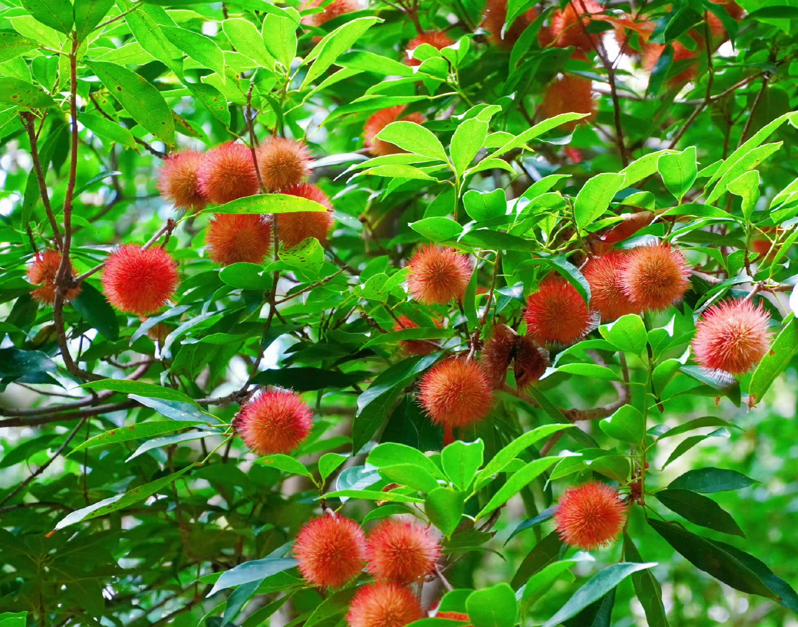 猴欢喜90 猴欢喜得名有两种说法,一种是:果子成熟时,野外的猴子以为