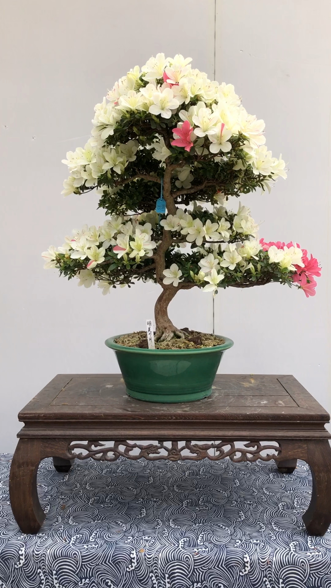 分享进口明美之月杜鹃花喜欢的关注一下吧-度小视