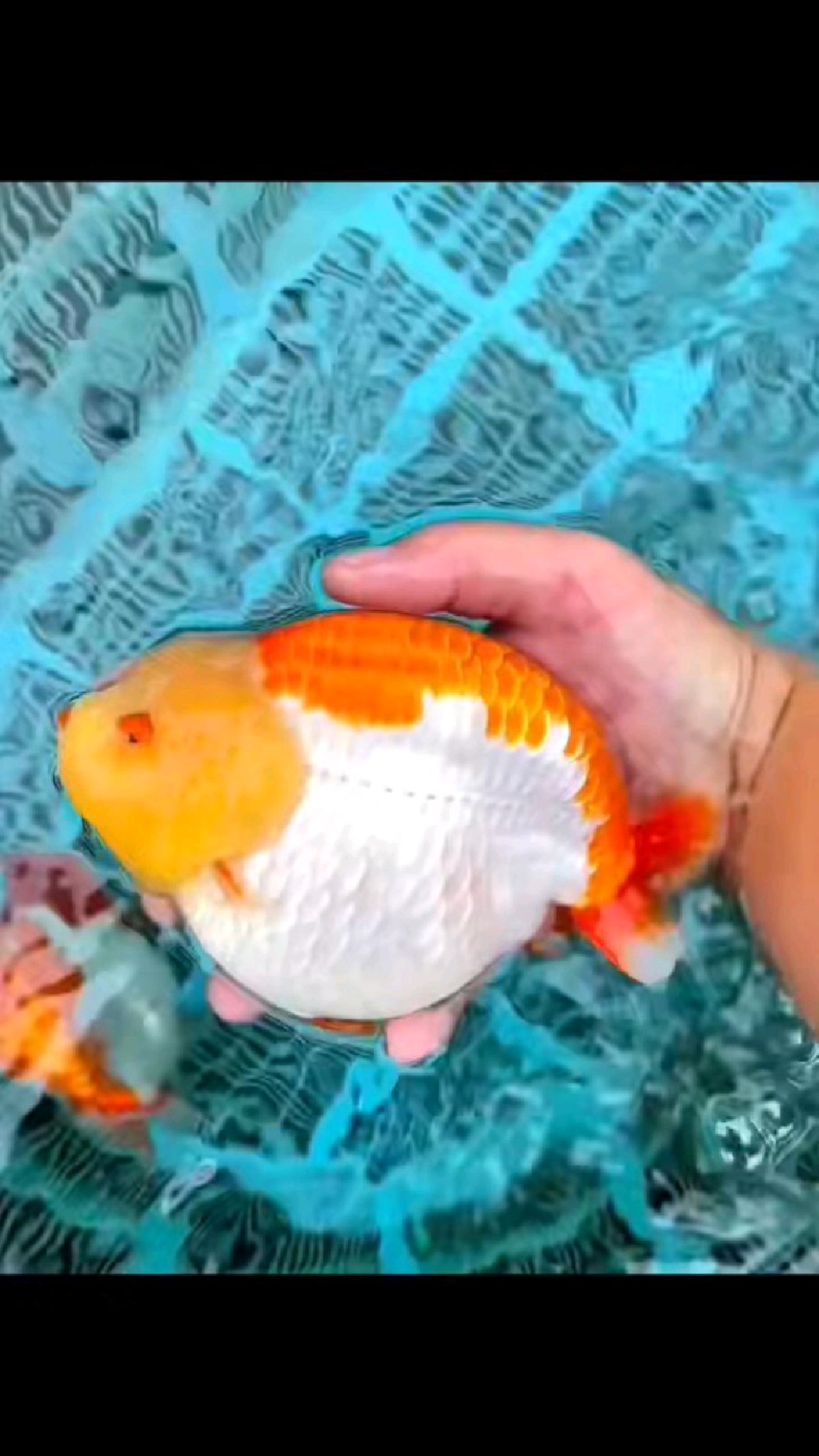 红白兰寿种鱼,超大体型.8000