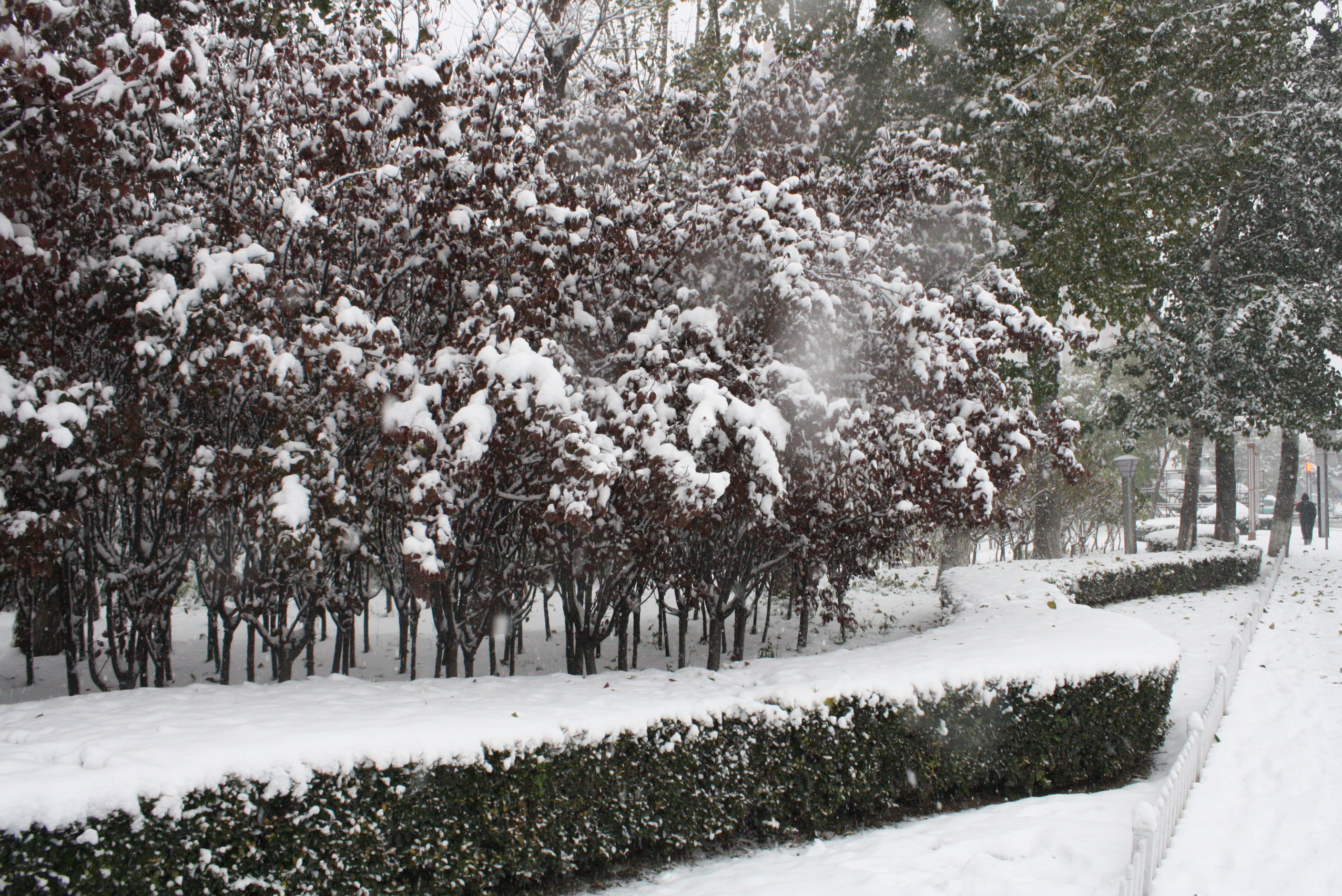 下雪照片真实图图片