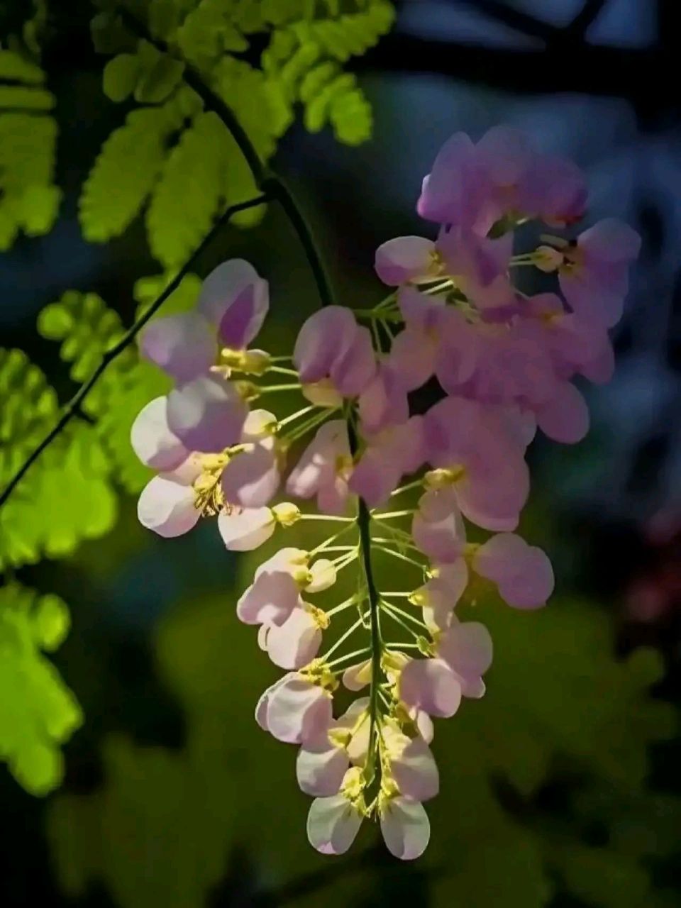 漂亮好看的槐树花#摄影# #中国美景大赏