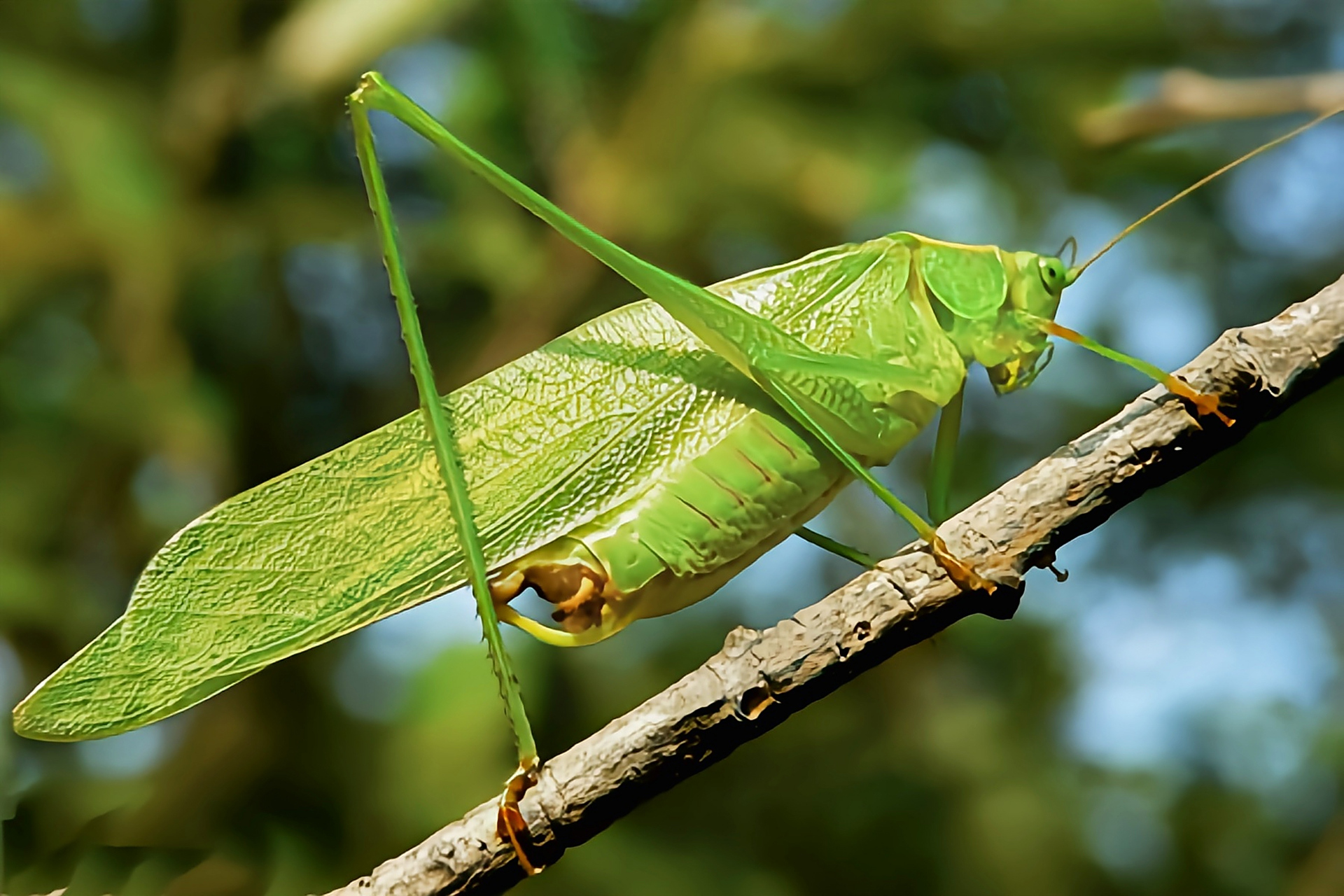 每天认识一种昆虫——叉尾灌丛树上螽 叉尾灌丛树螽原产于北美洲美国