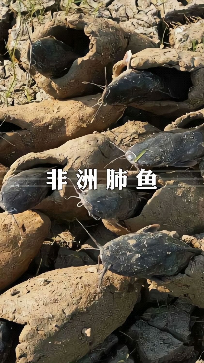 非洲肺鱼被称为最顽强的鱼 #非洲肺鱼 #科普 #涨知识