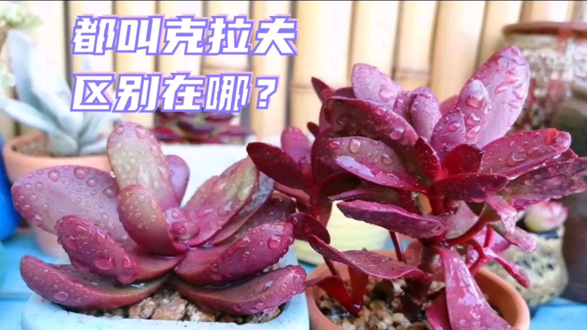 两种色彩鲜艳的多肉都叫克拉夫,但养护方法不一样,别弄错了