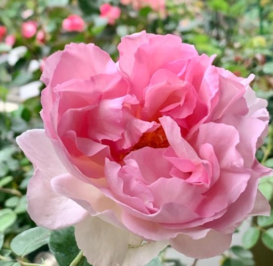 坐标上海可以养伊芙月季吗?伊芙系列哪个品种适合阳台党?