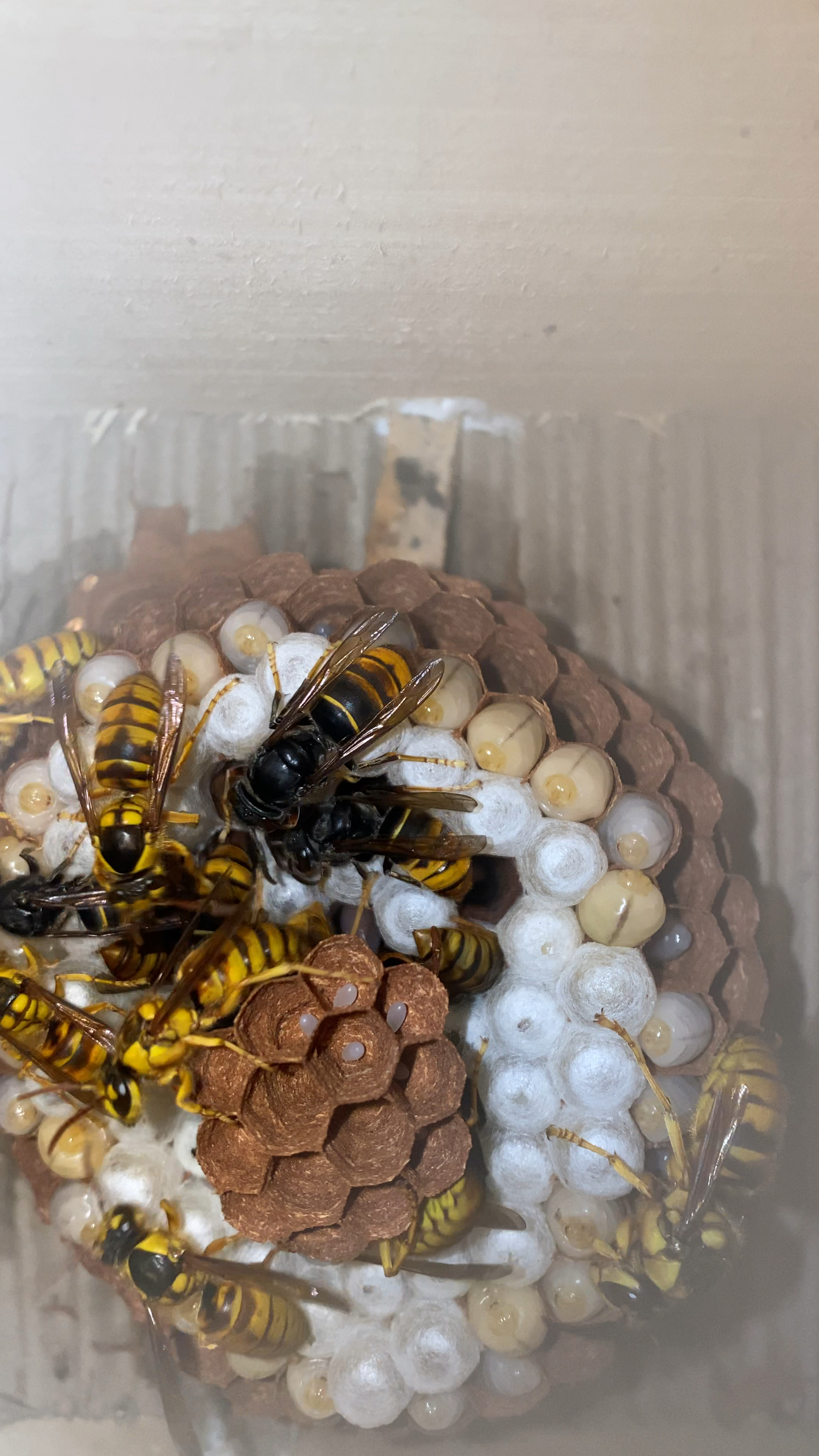 世界上飞行速度最快的马蜂品种"黑盾",喜欢胡蜂养殖的进来看看!