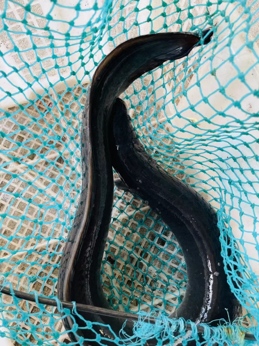 大尾鲈鳗百科图片