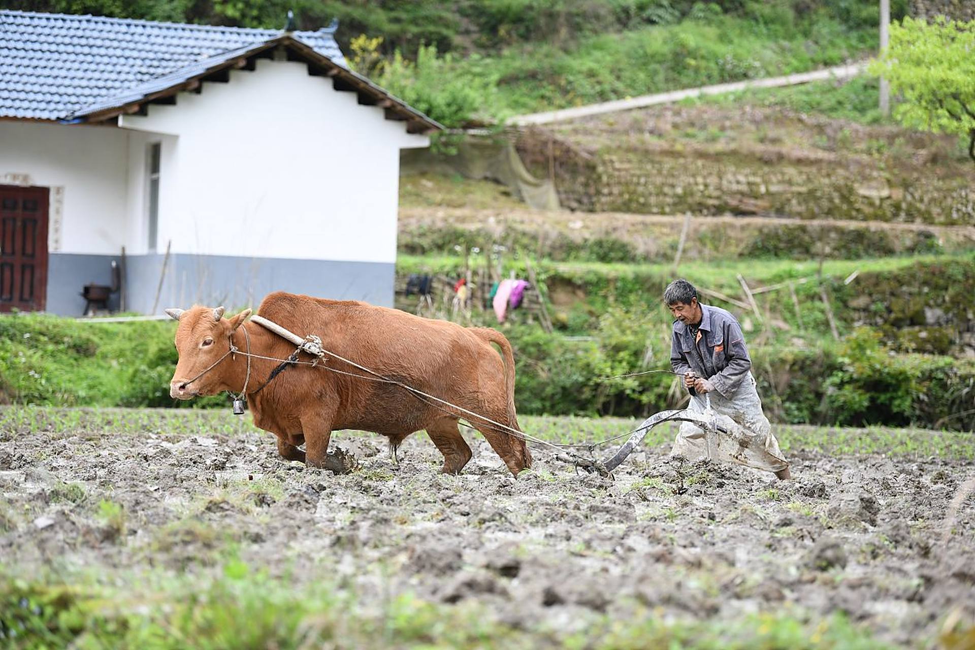 春耕正当时,黄牛拉犁犁田.#动物趣图