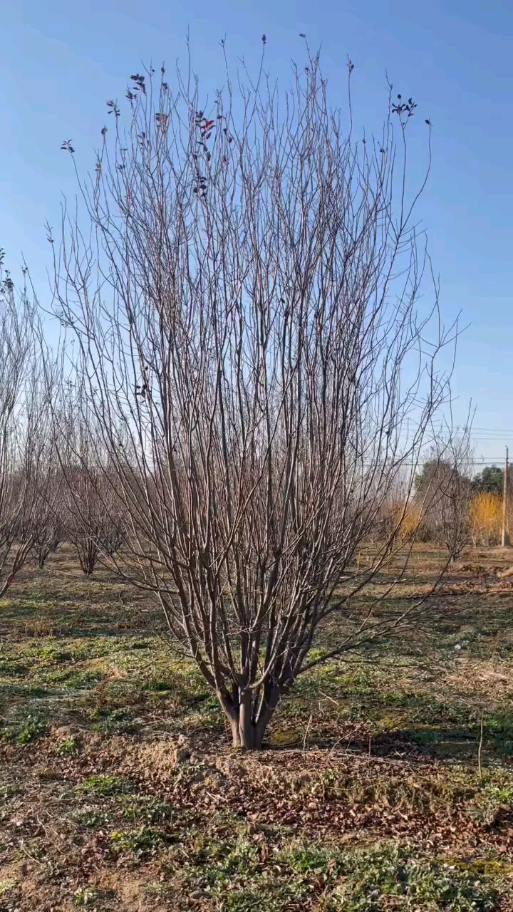 精品丛生紫叶李