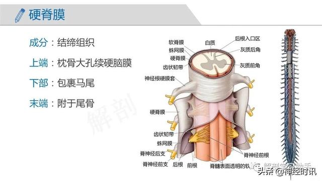 端脑