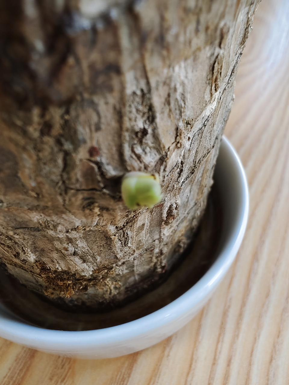 买个巴西木,等了一个月,终于看见发芽了,原本以为上当了,是个废木桩