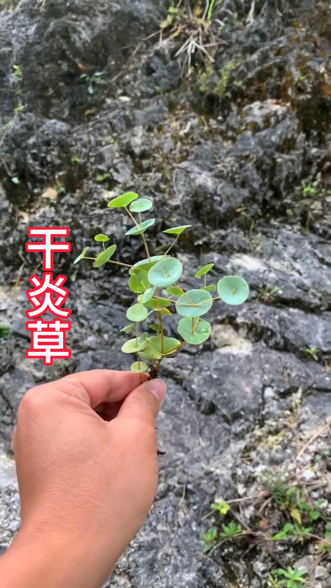 一棵长在悬崖上的植物,非常稀有,穿心草-度小视