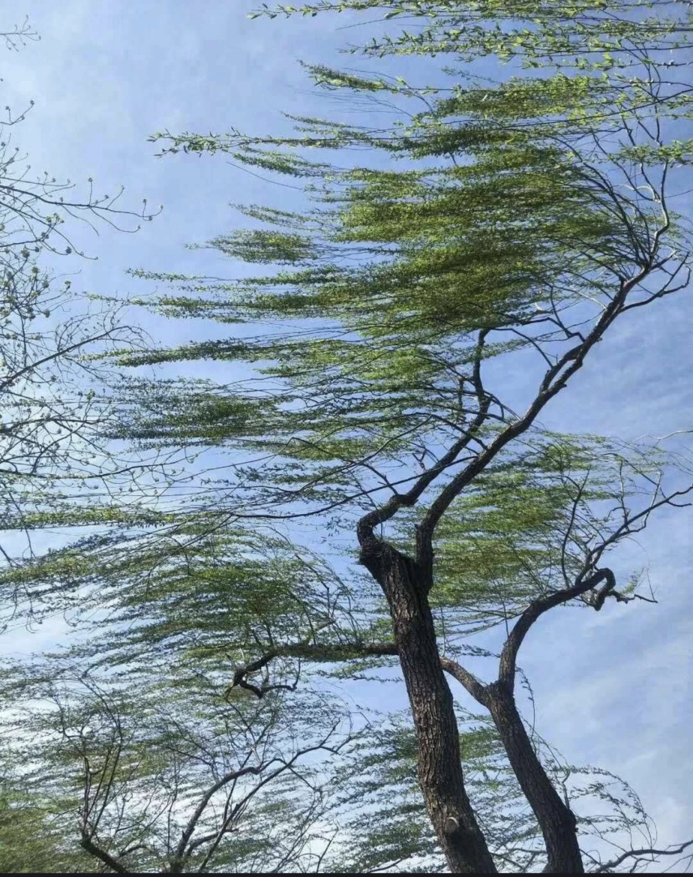 你们的城市刮风了吗#天气