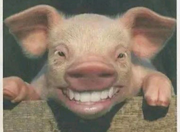 一只猪对着镜头笑图片图片