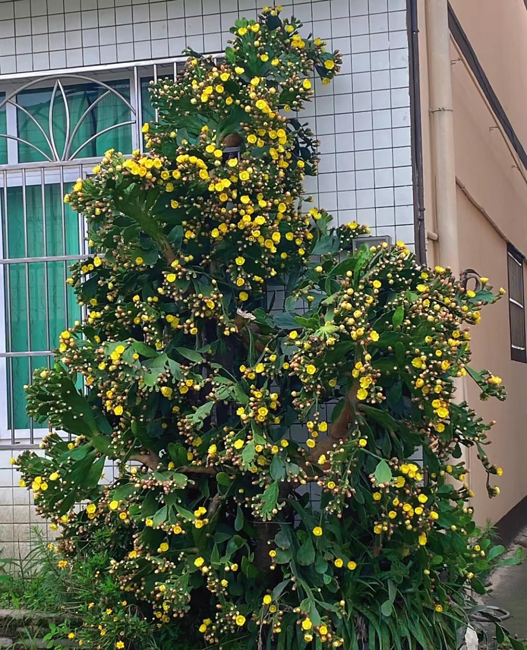 第一次见这么豪横的仙人掌,还结满了花苞,这要是都开花了,得多美呀!