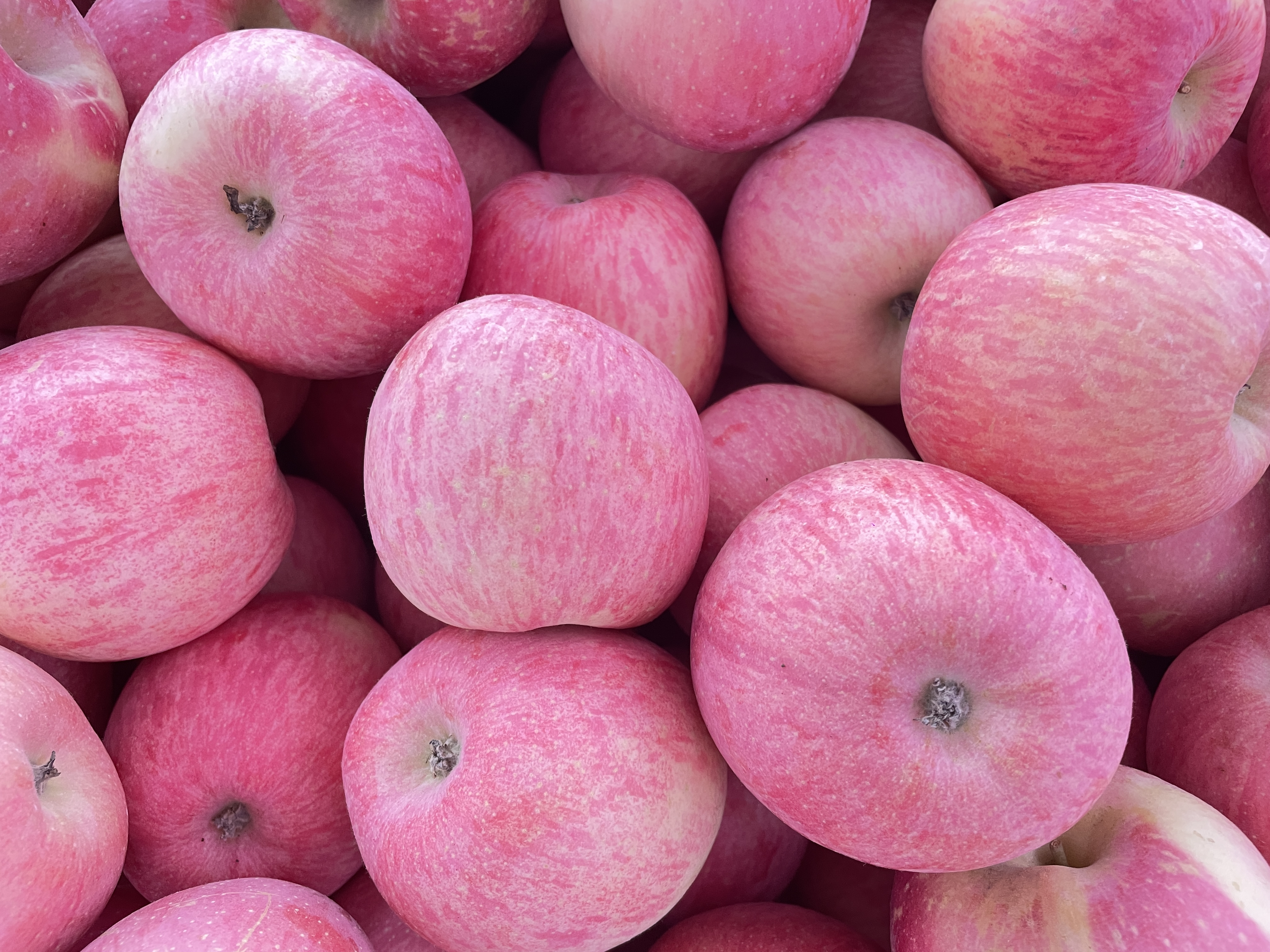 旬邑苹果熟了,挂着晶莹的雨水,口感爽脆,都是清香的果子味道