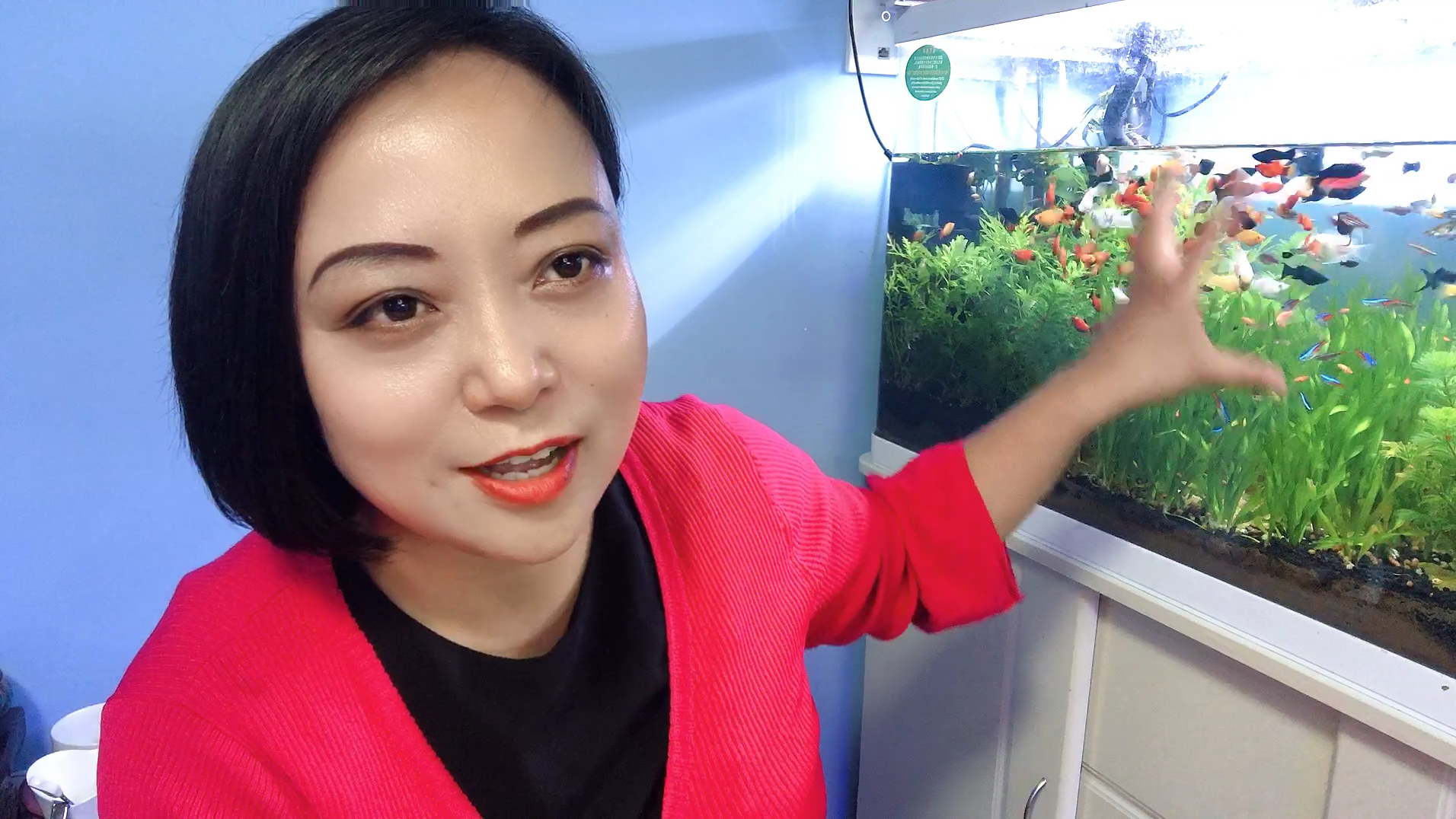 小型热带鱼缸里循环系统特别好,鱼水草螺水底沙相互依存共同促进