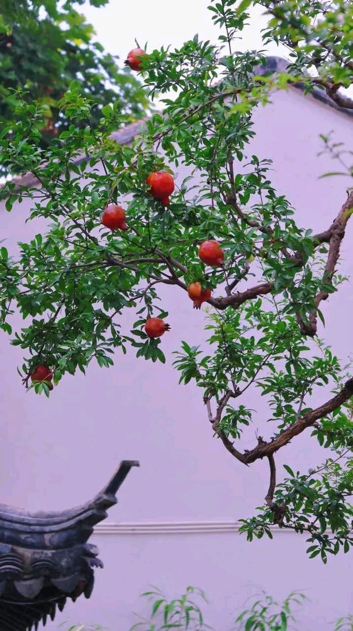 可羡瑶池碧桃树,碧桃红颊一千年.