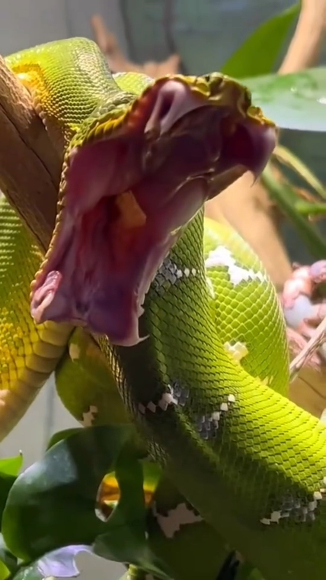 近距离感受一下蛇张开嘴时候的样子.